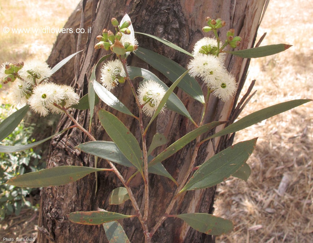 Eucalyptus x gomphocornuta